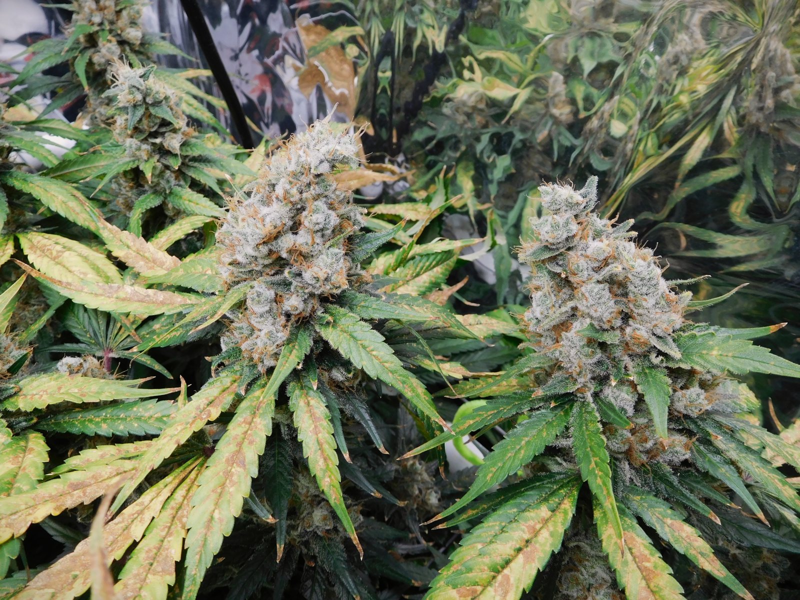 CG Day 83 flower (8).JPG