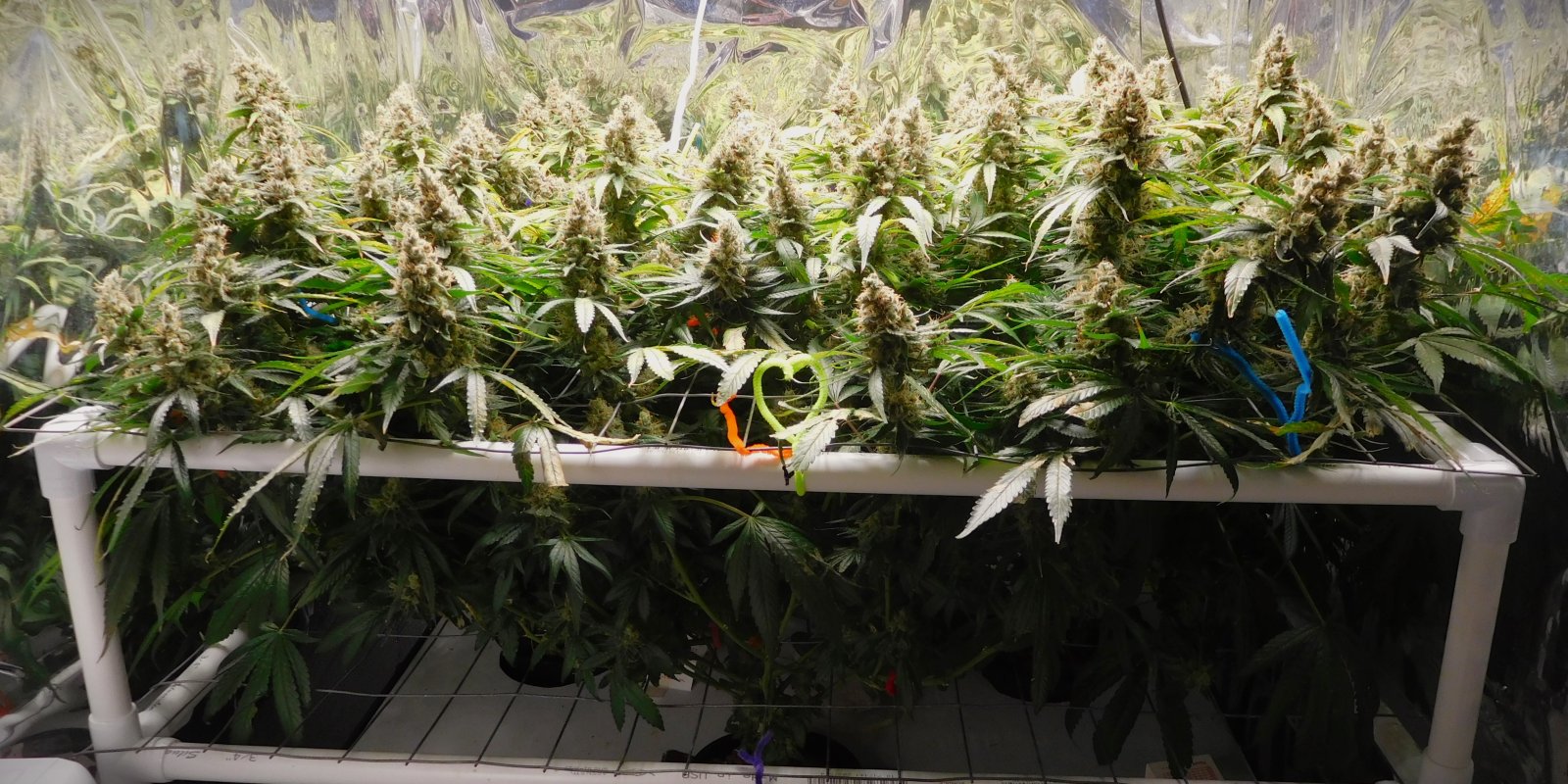 CG Day 84 flower (1).JPG