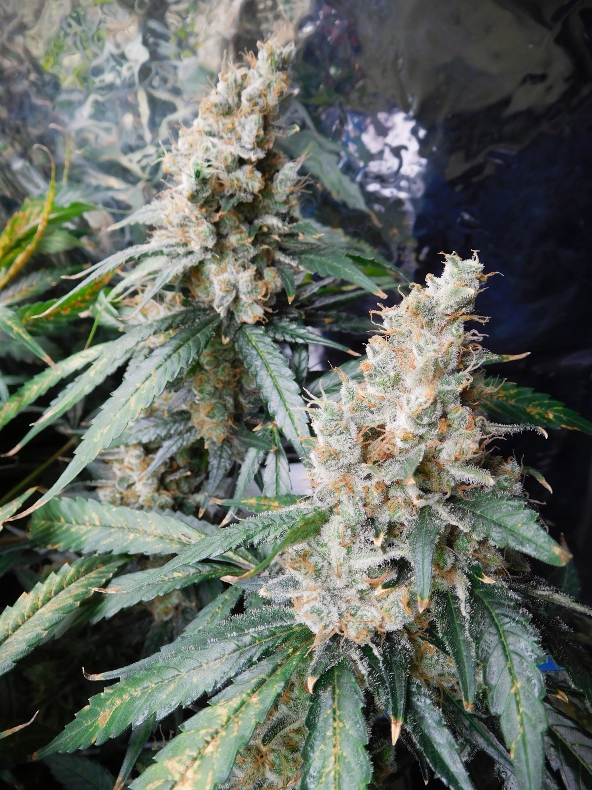 CG Day 84 flower (11).JPG