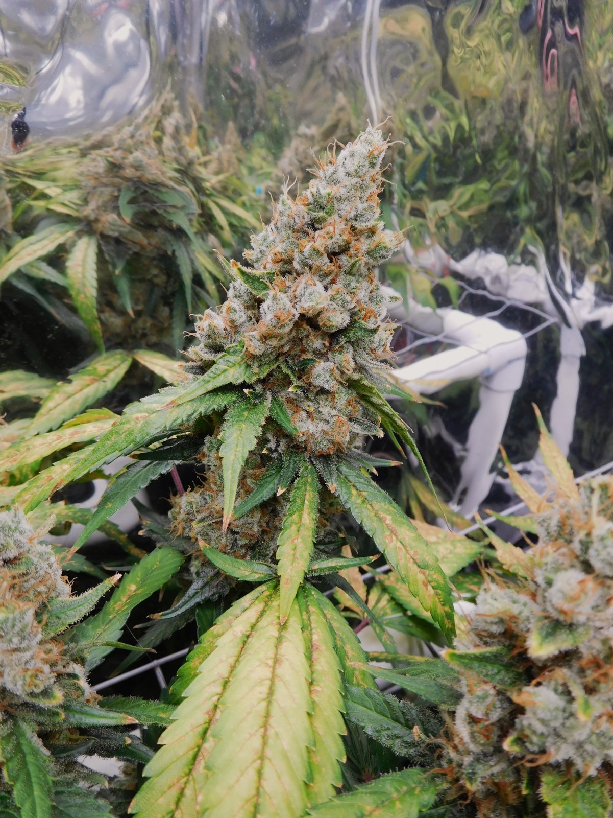 CG Day 84 flower (12).JPG