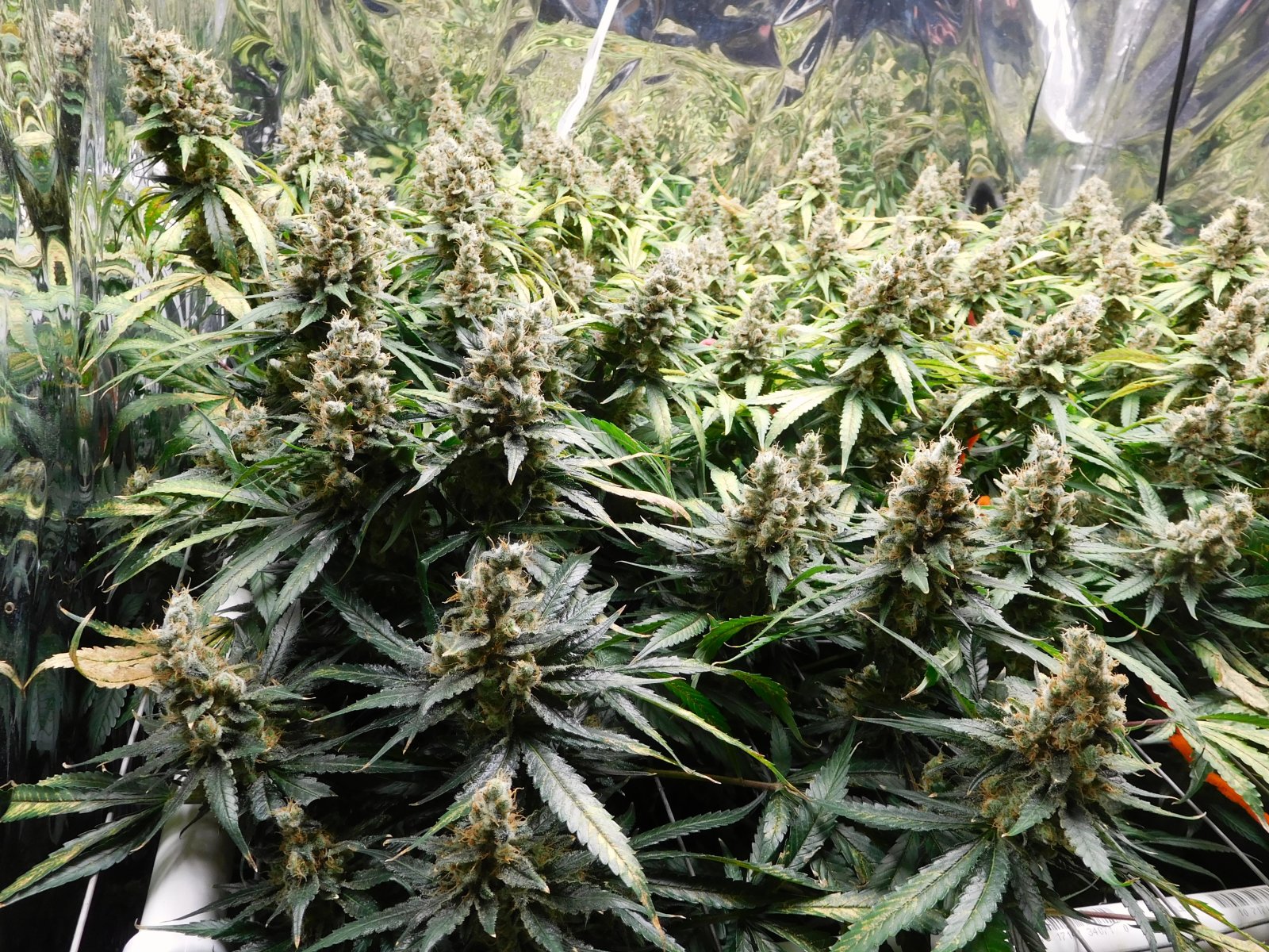 CG Day 84 flower (2).JPG