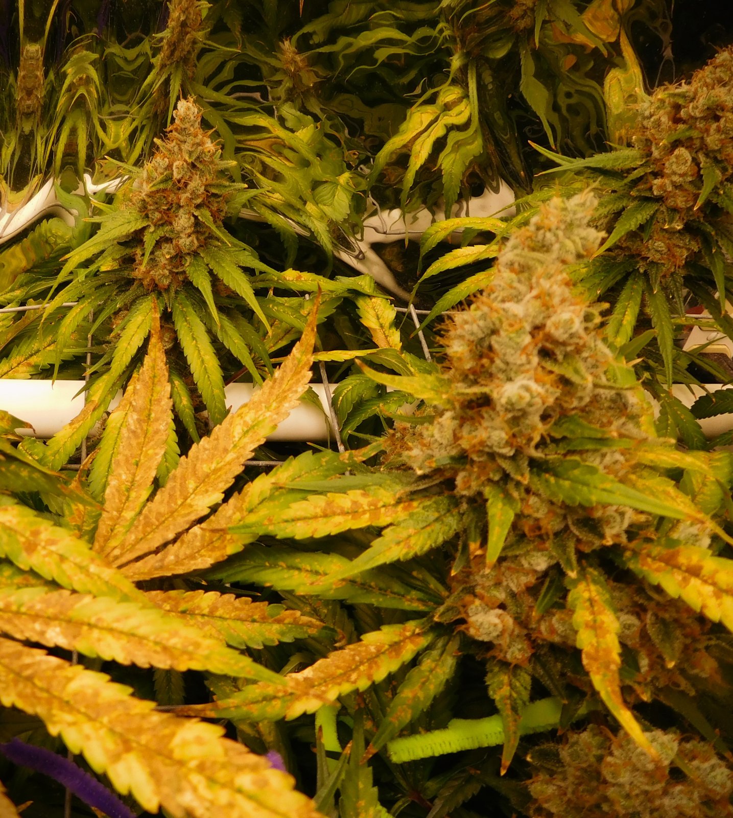 CG Day 85 flower (10).JPG