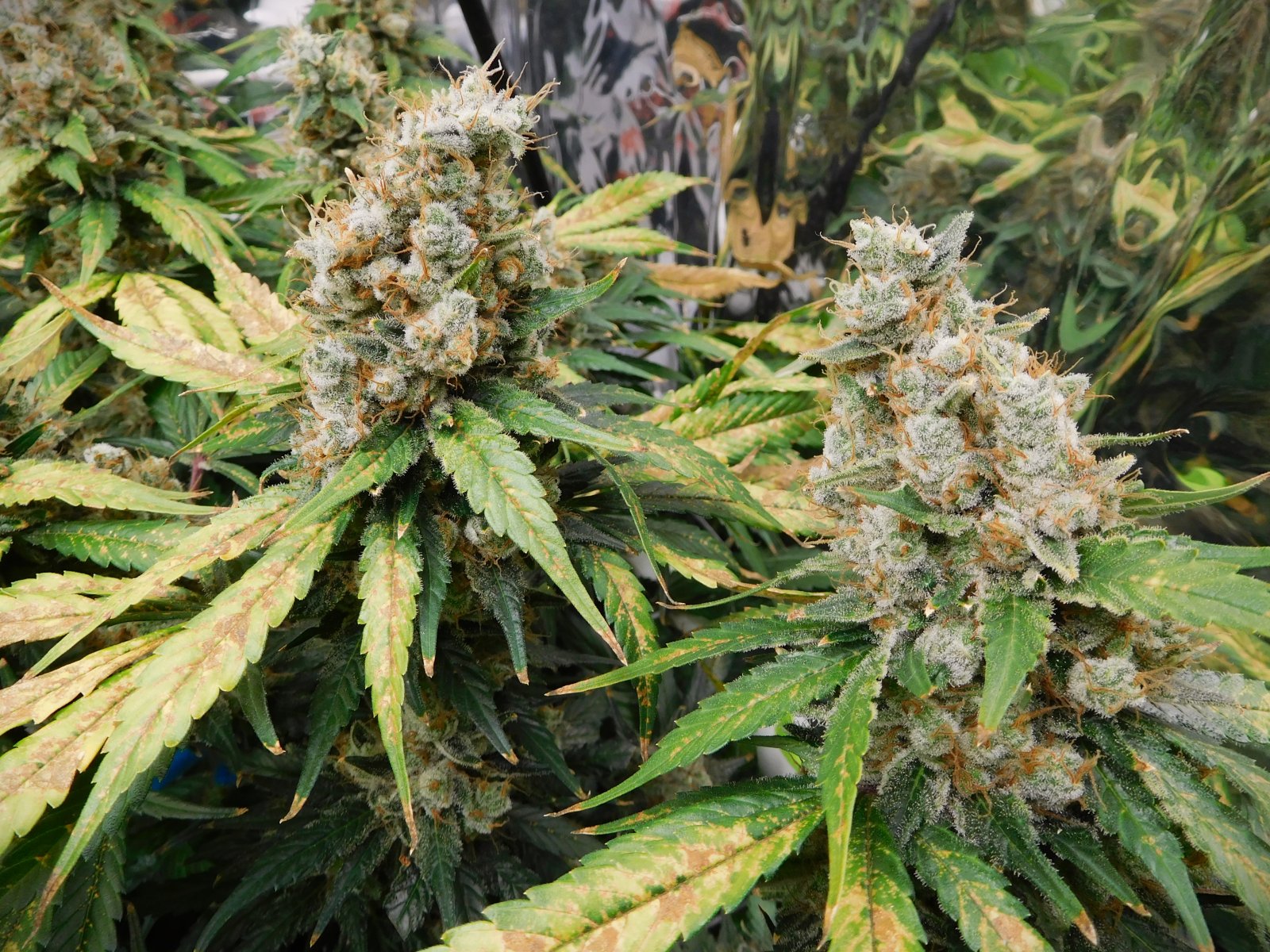 CG Day 85 flower (8).JPG