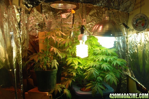 cheap grow room