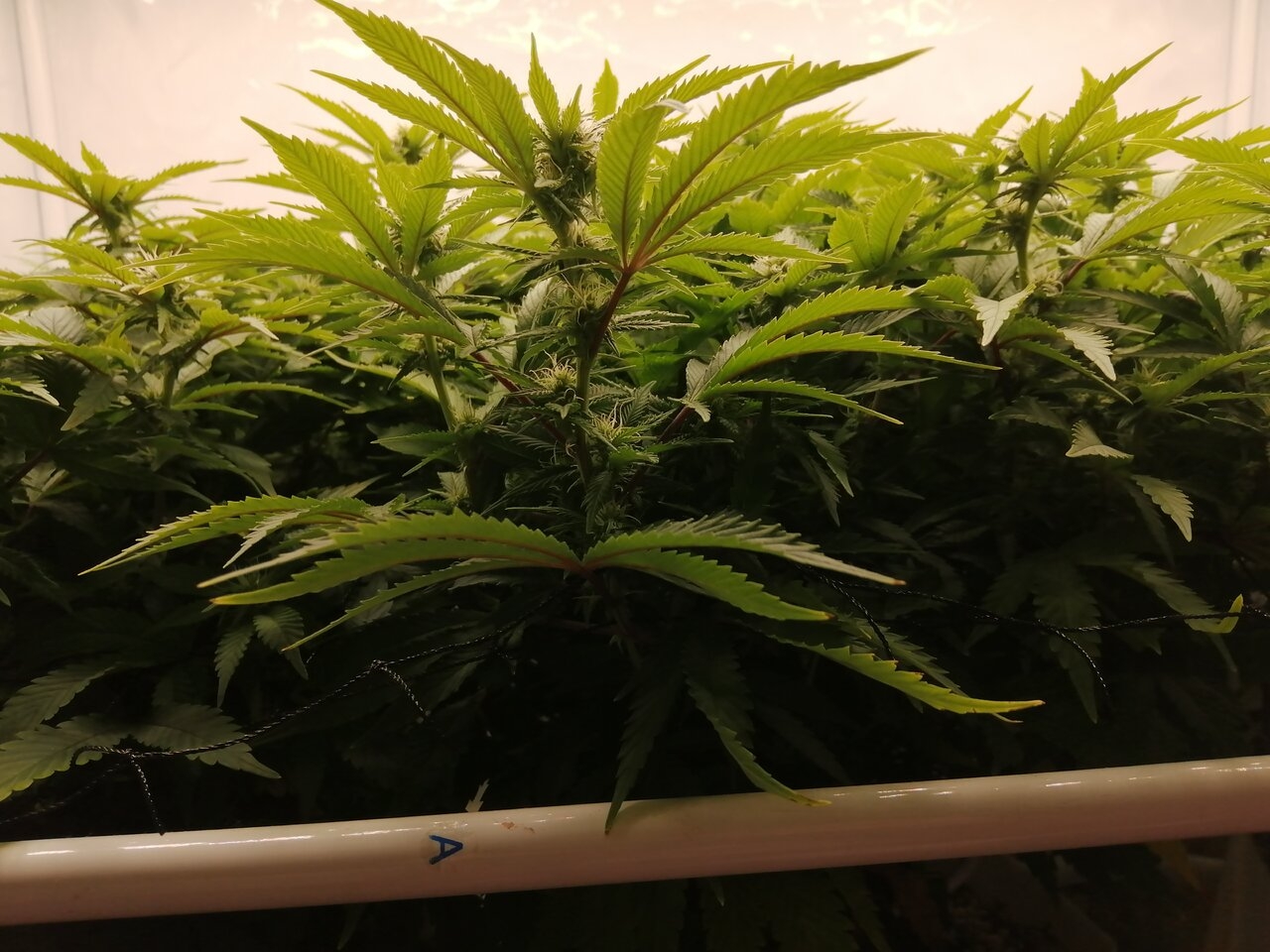 Cheese By Seedsman - Day 19