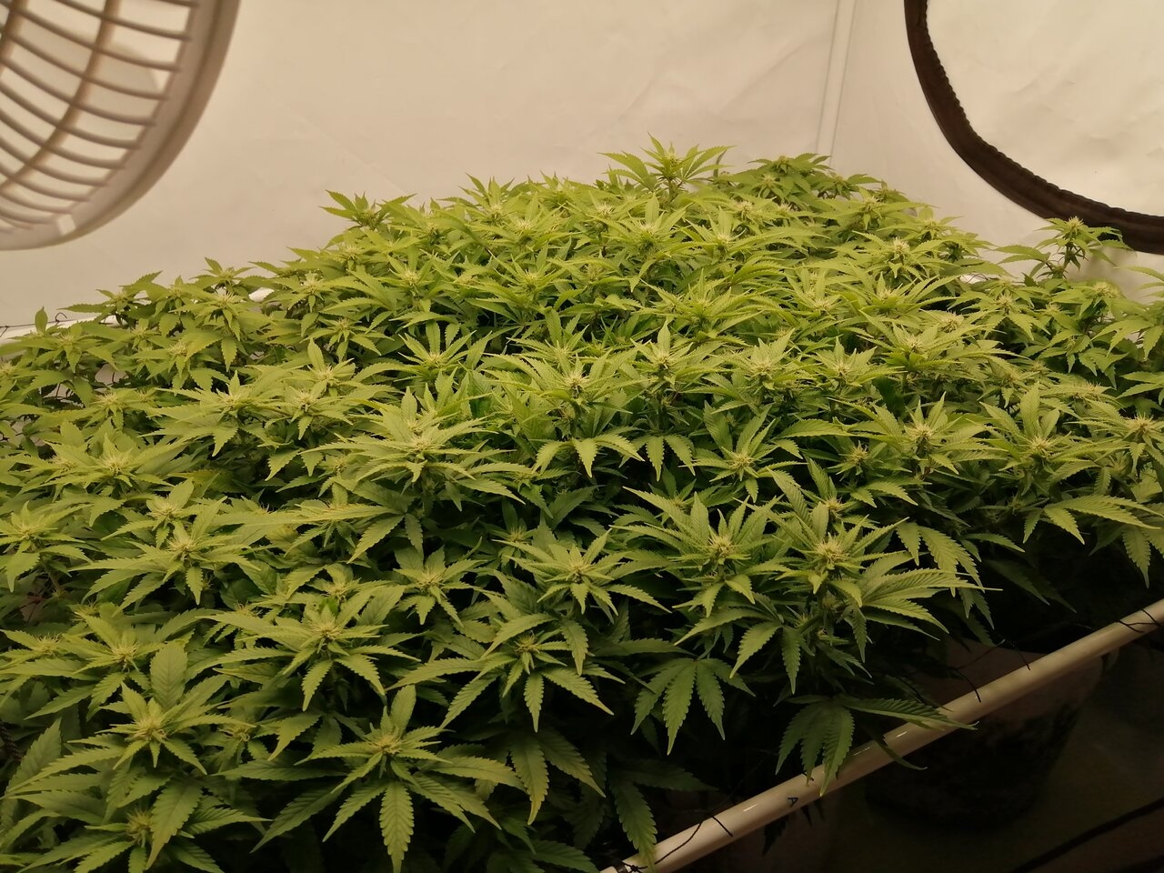 Cheese By Seedsman - Day 19