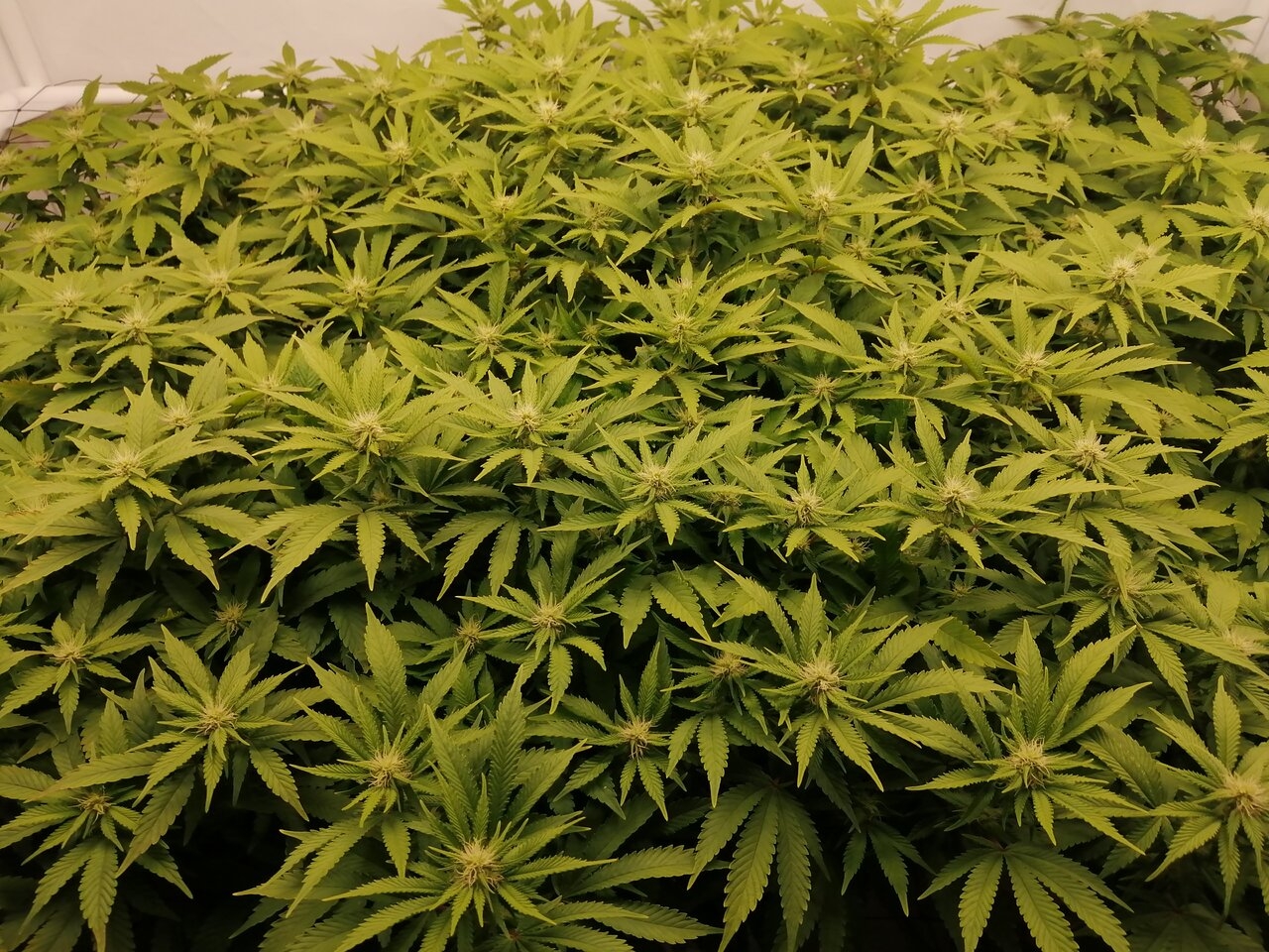 Cheese By Seedsman - Day 19