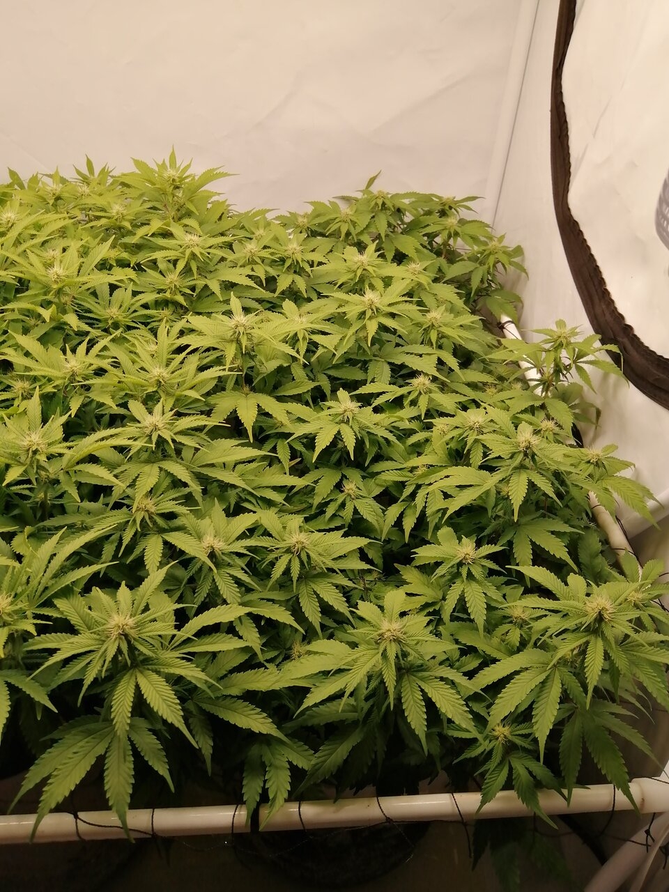 Cheese By Seedsman - Day 19