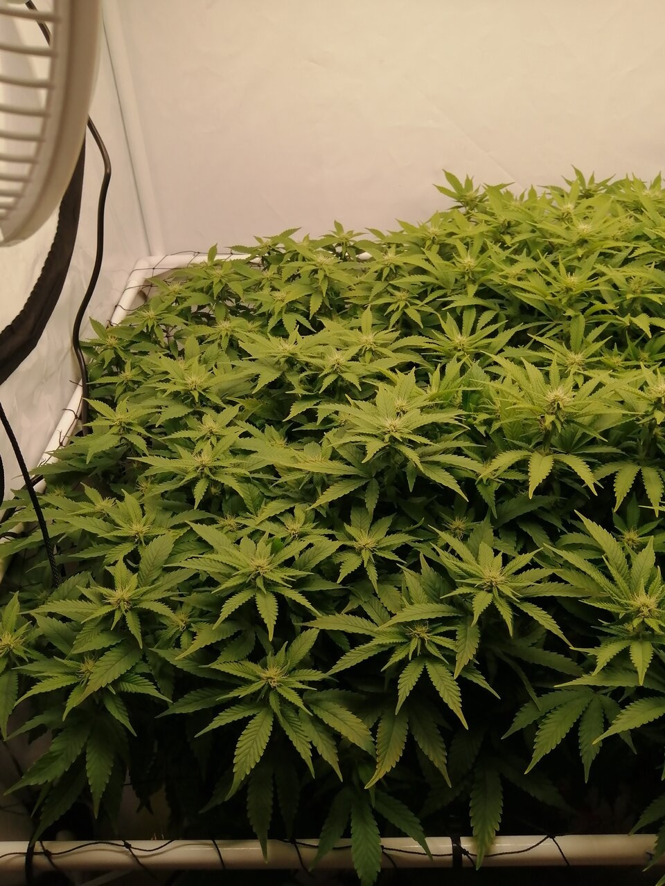 Cheese By Seedsman - Day 19