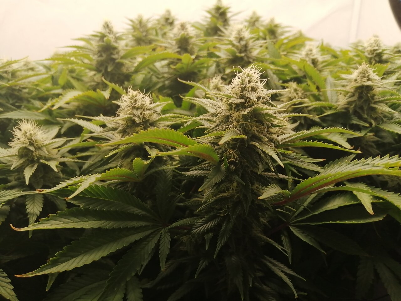 Cheese By Seedsman - Day 35