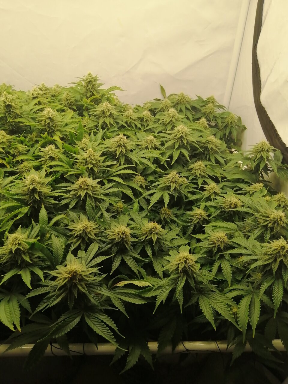 Cheese By Seedsman - Day 35