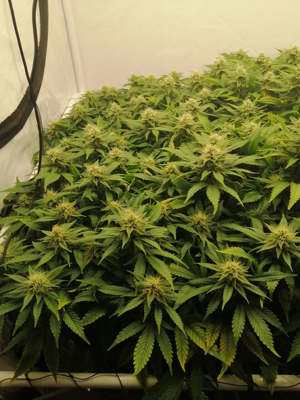 Cheese By Seedsman - Day 35