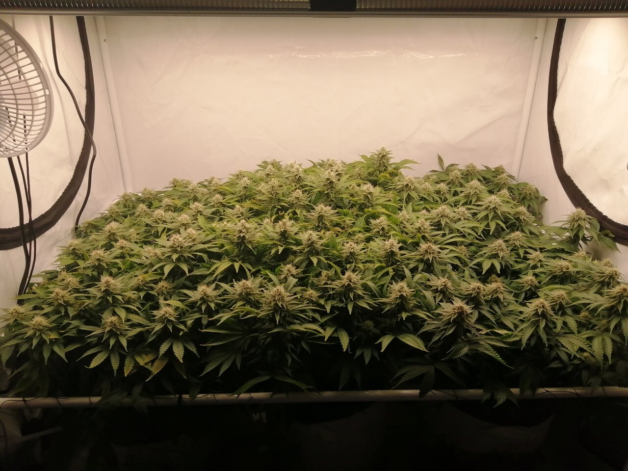 Cheese By Seedsman - Day 35