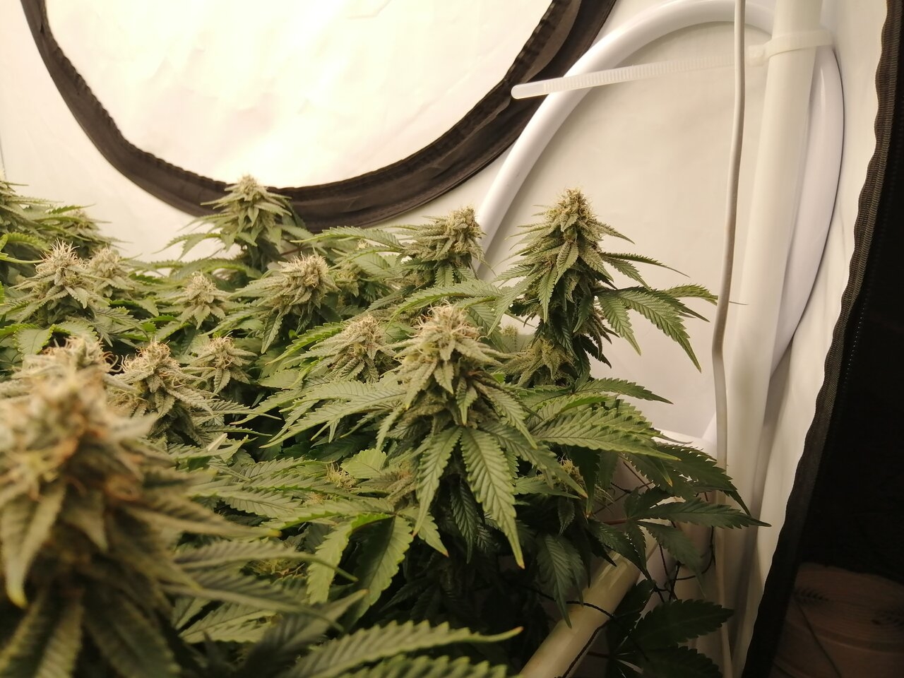 Cheese By Seedsman - Day 39