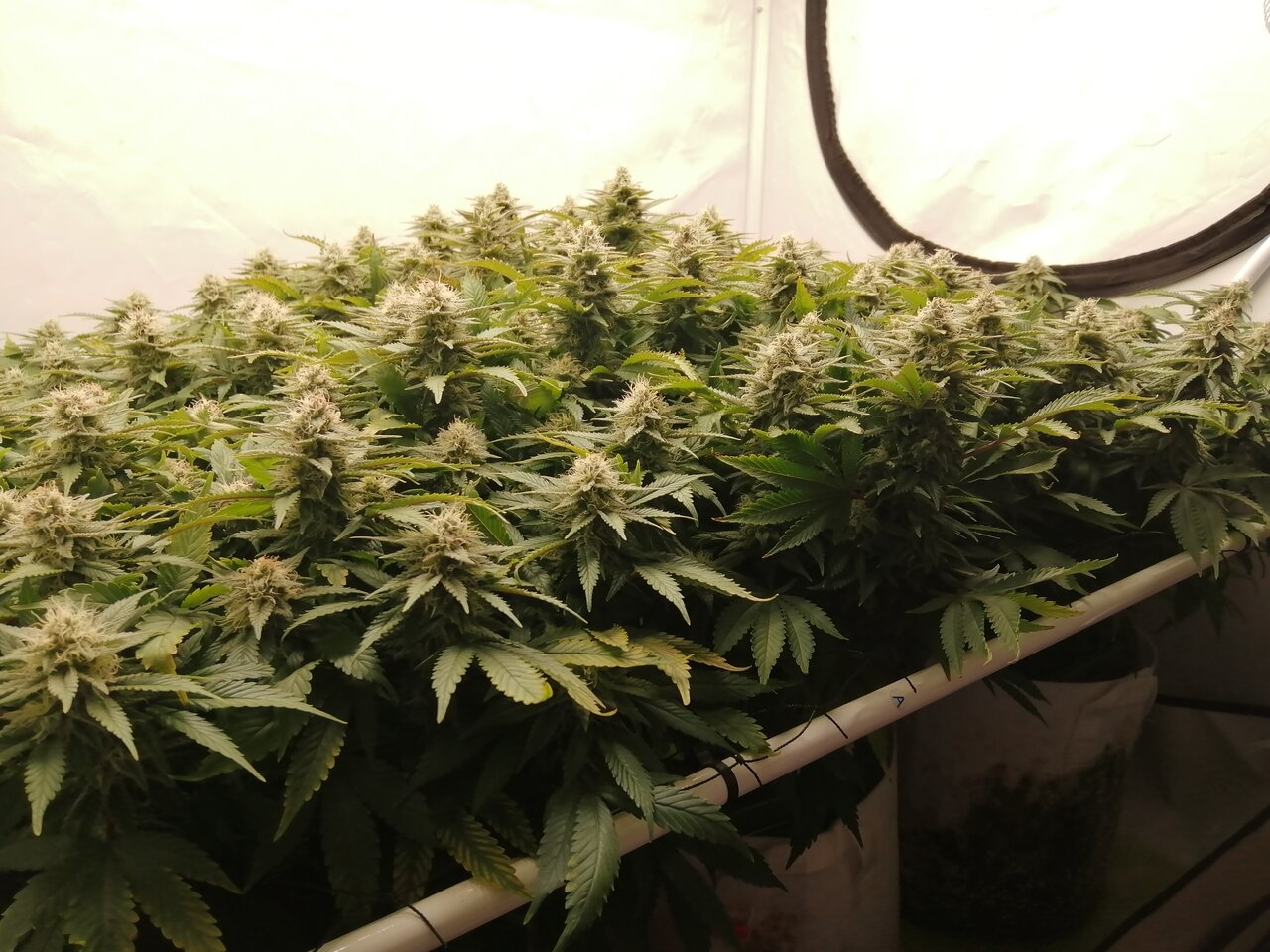 Cheese By Seedsman - Day 39