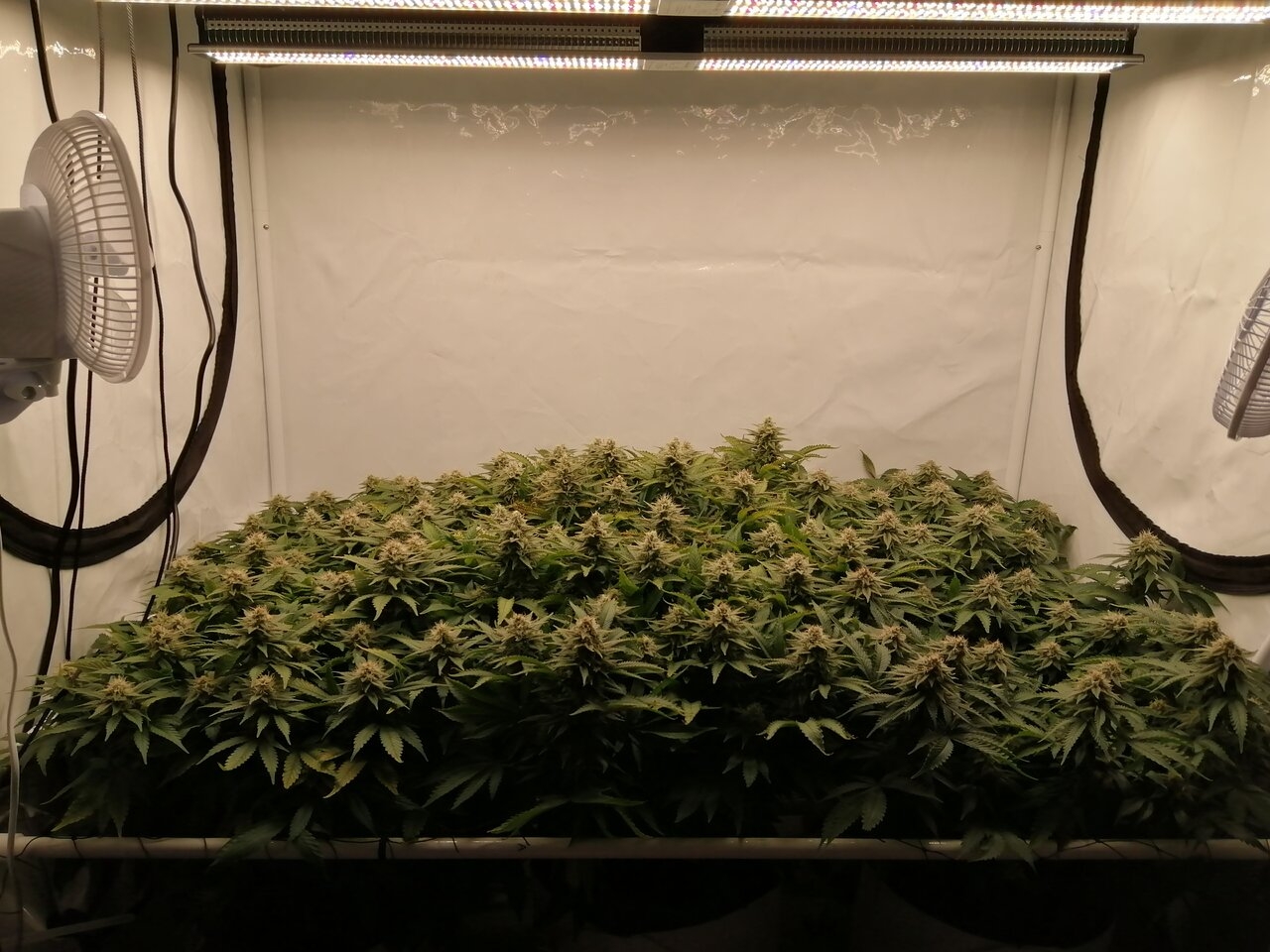 Cheese By Seedsman - Day 39