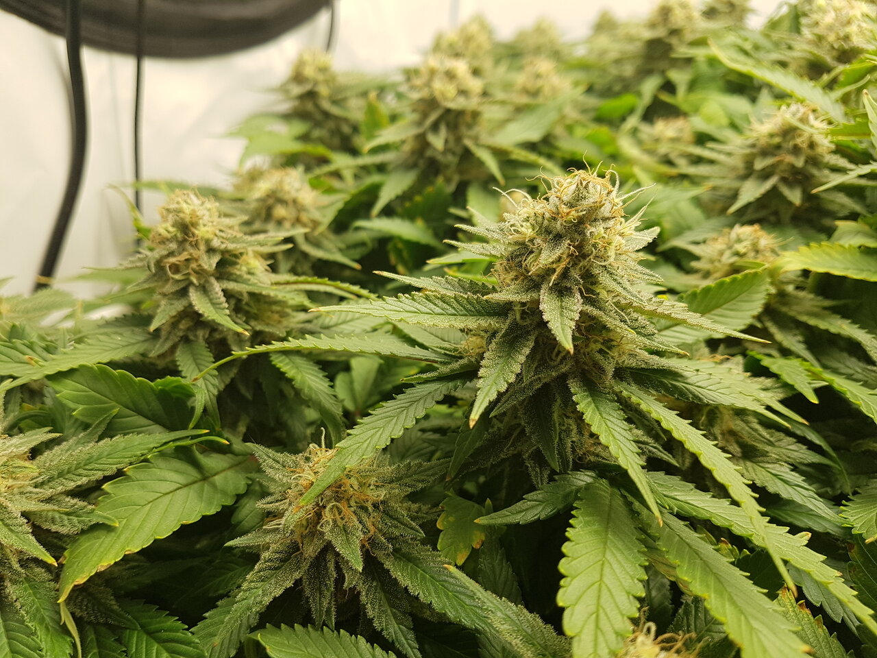 Cheese By Seedsman - Day 49