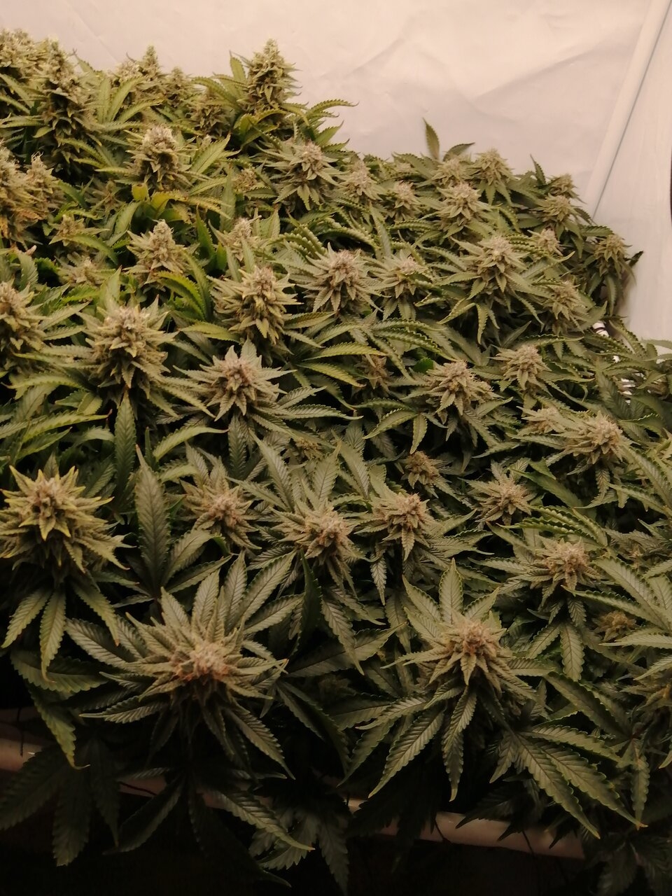 Cheese By Seedsman - Day 49