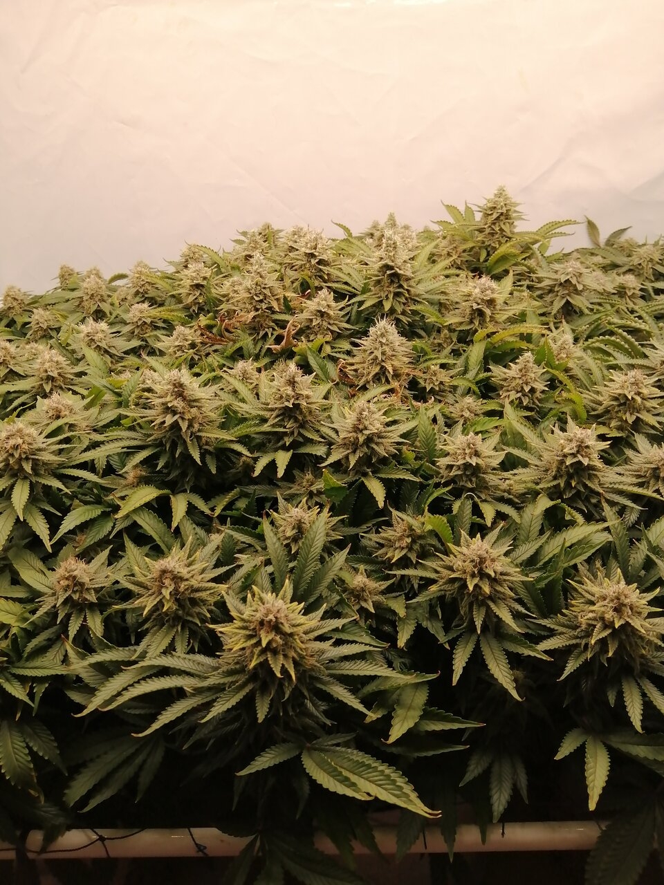 Cheese By Seedsman - Day 49