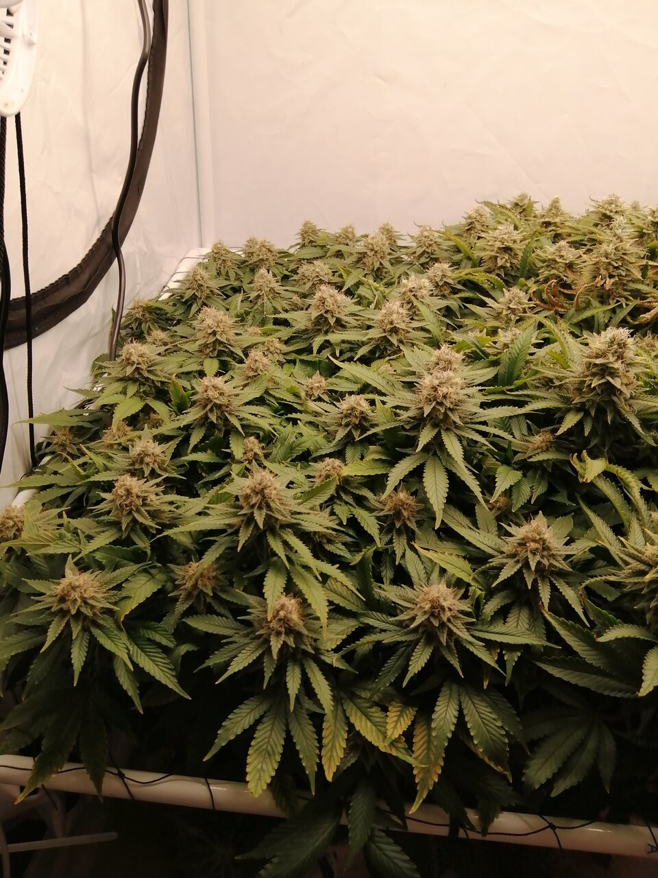 Cheese By Seedsman - Day 49