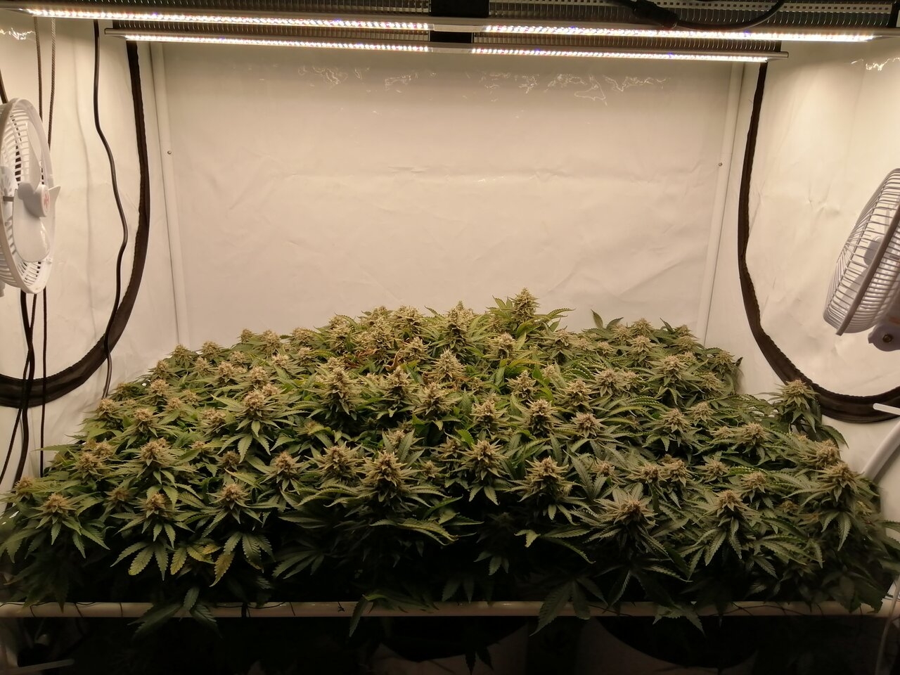 Cheese By Seedsman - Day 49