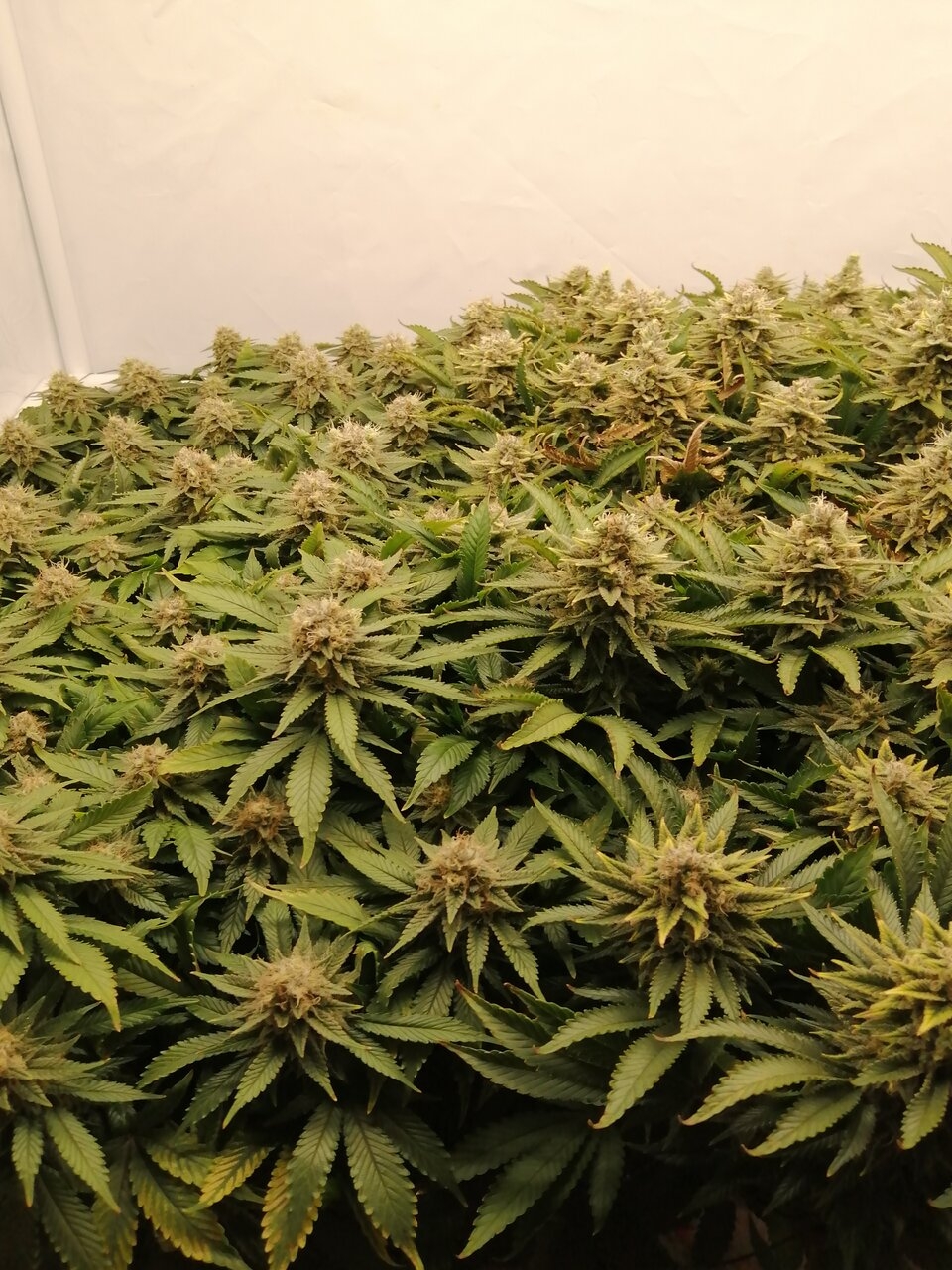 Cheese By Seedsman - Day 52