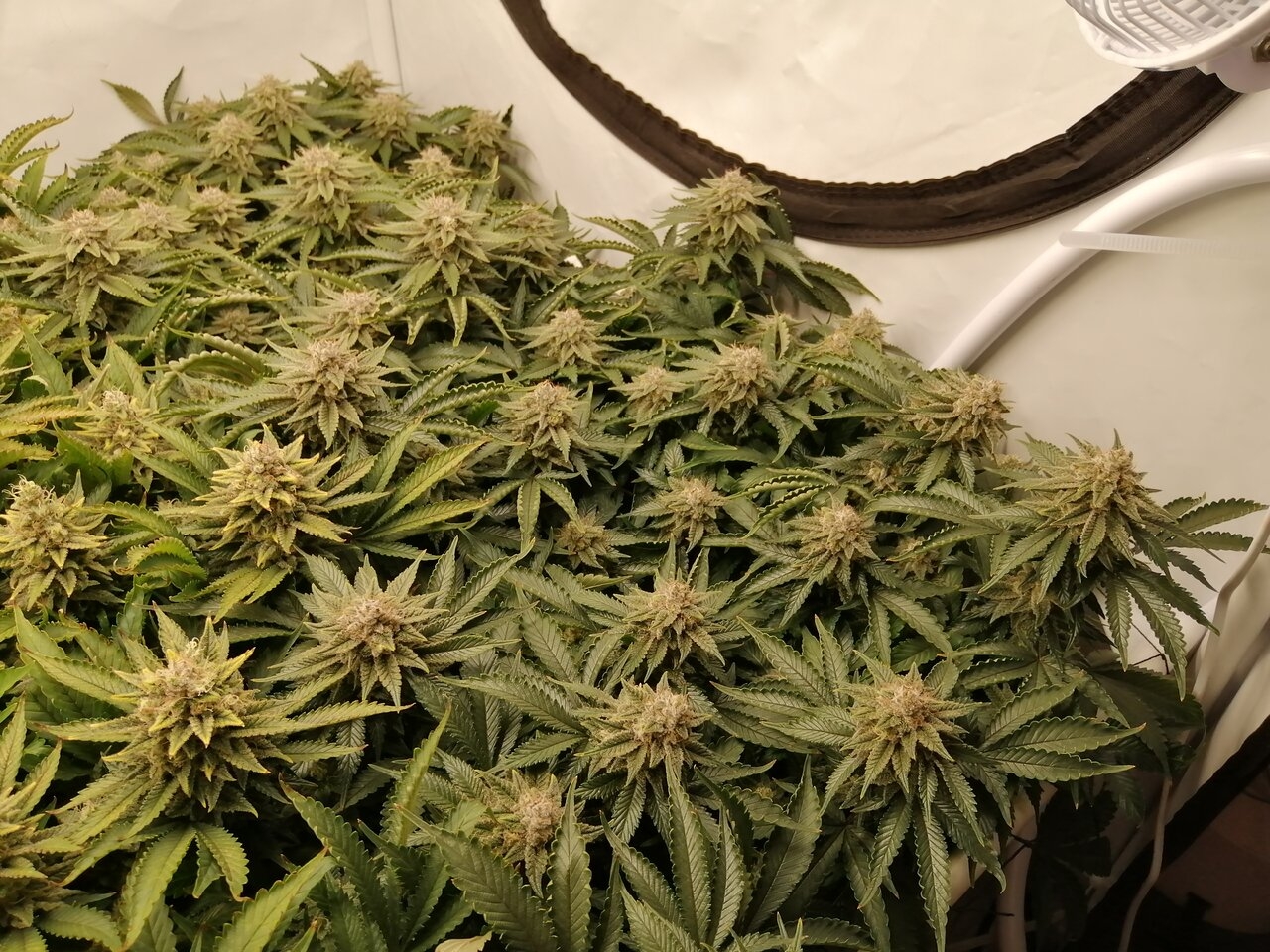 Cheese By Seedsman - Day 52