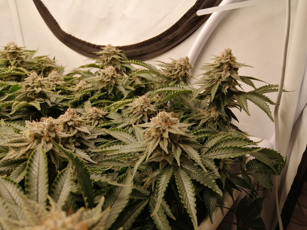 Cheese By Seedsman - Day 52