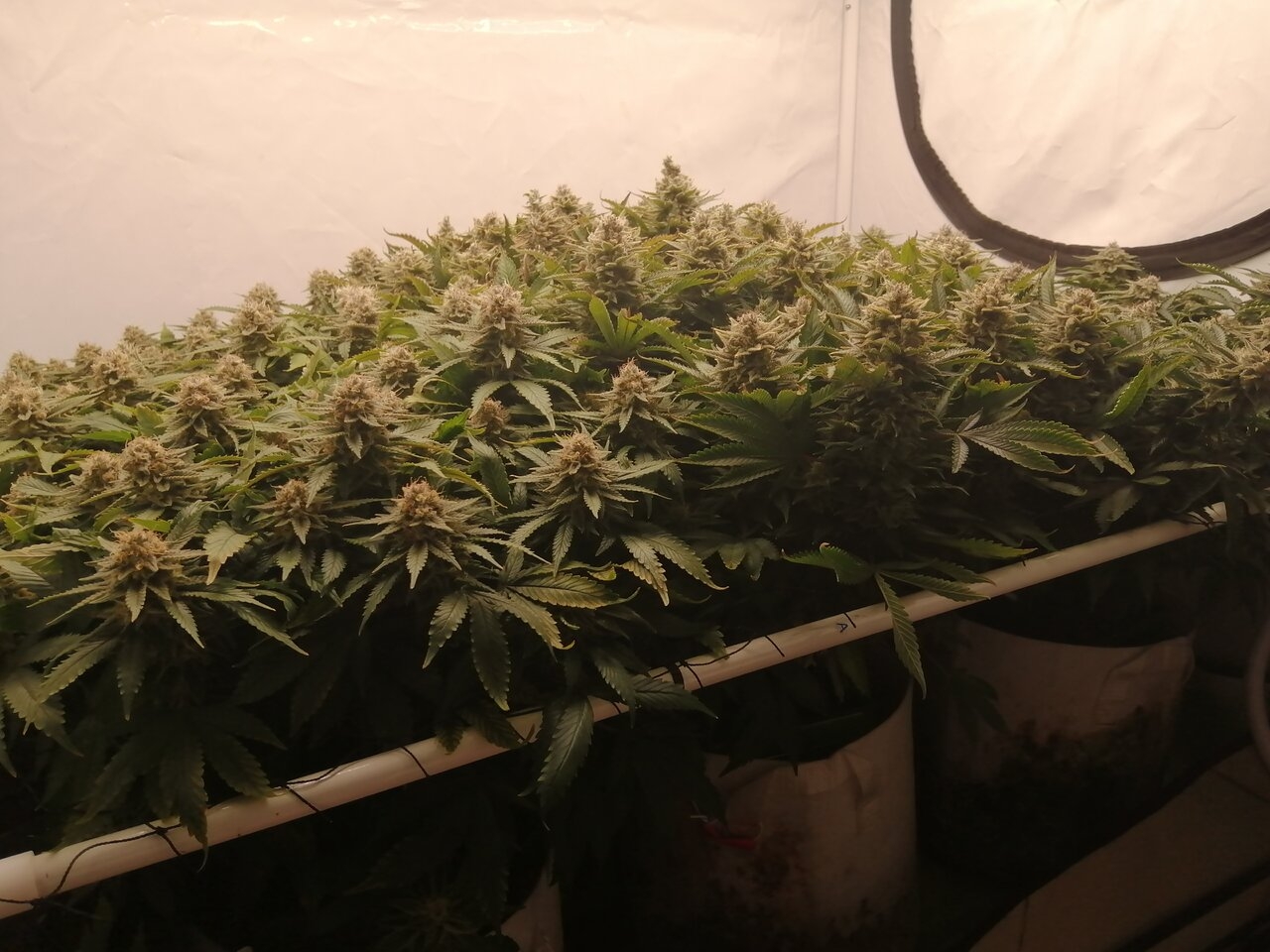 Cheese By Seedsman - Day 55