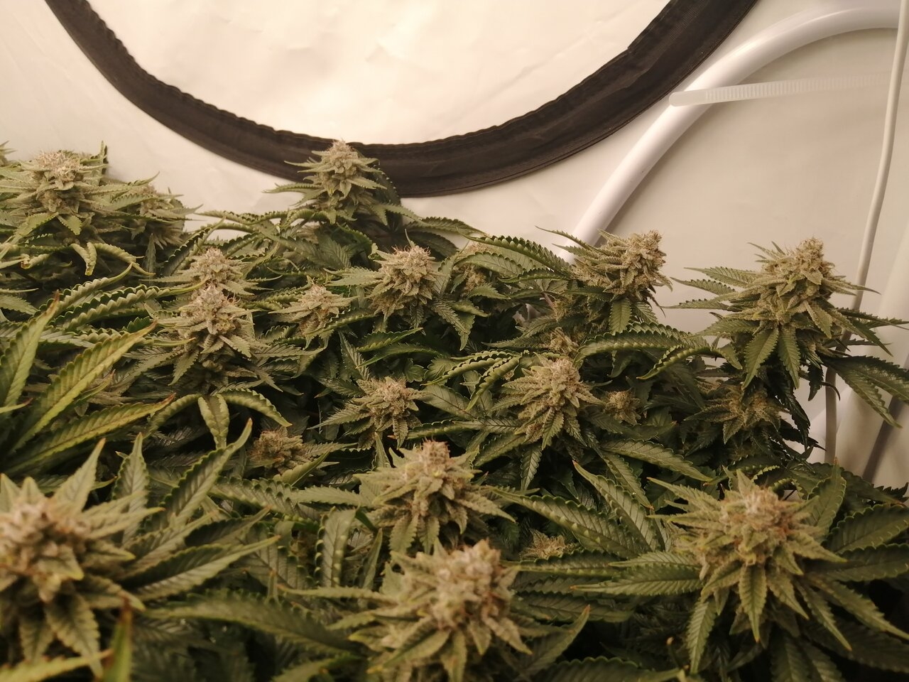 Cheese By Seedsman - Day 55