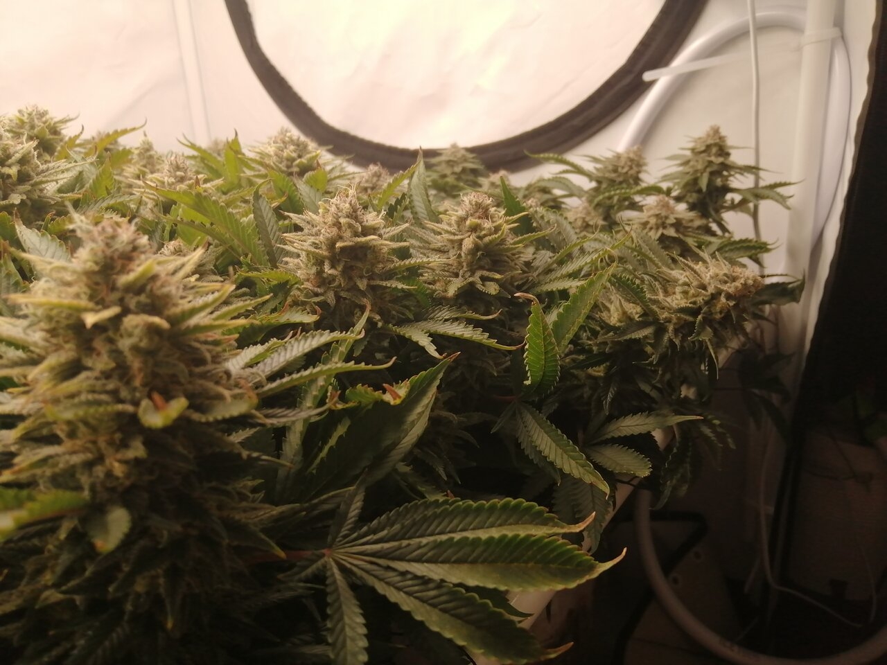 Cheese By Seedsman - Day 55