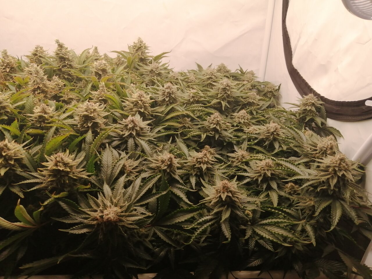 Cheese By Seedsman - Day 55