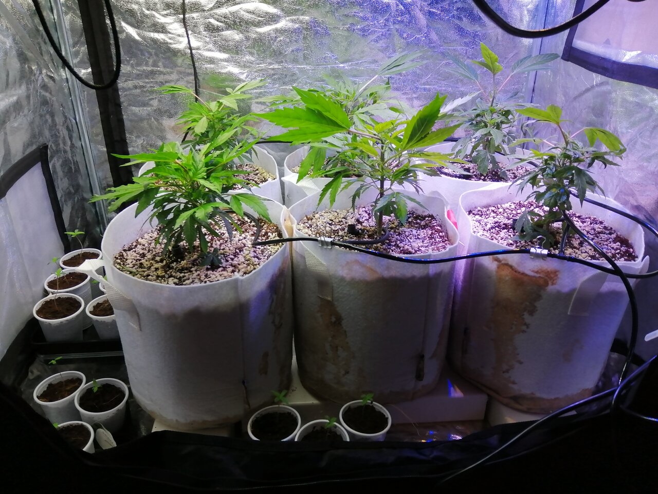 Cheese Clones & Seedsman Fast Strains