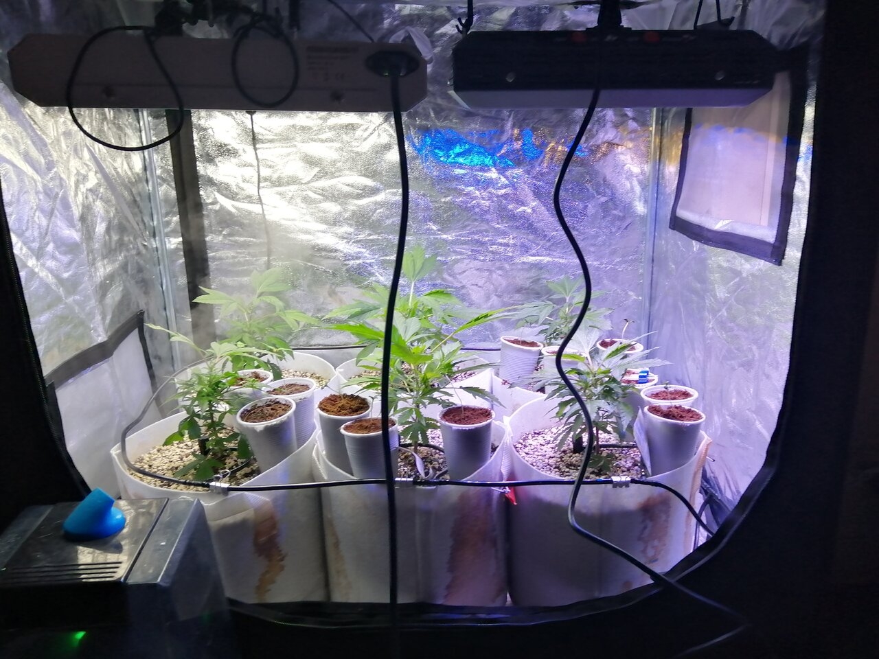 Cheese Clones & Seedsman Strains W/New Light Setup