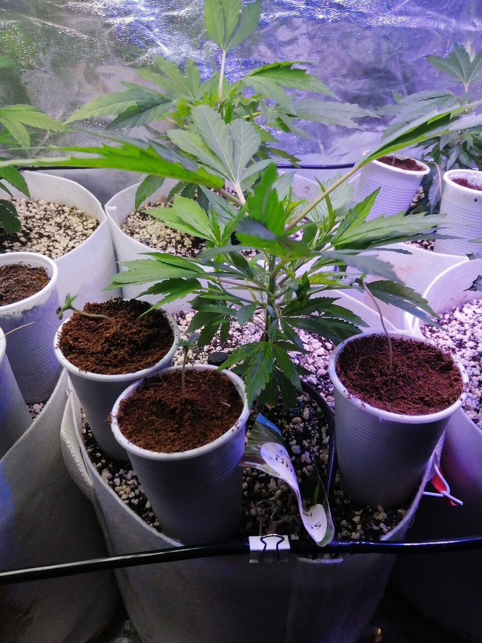 Cheese Clones & Seedsman Strains