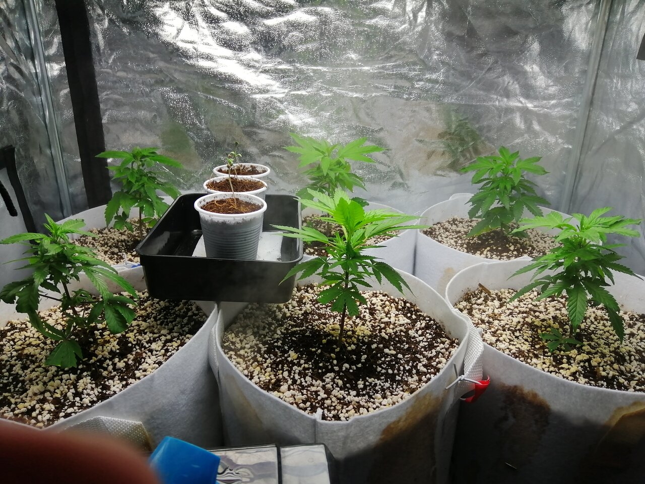 Cheese Clones & White Widow Seedlings