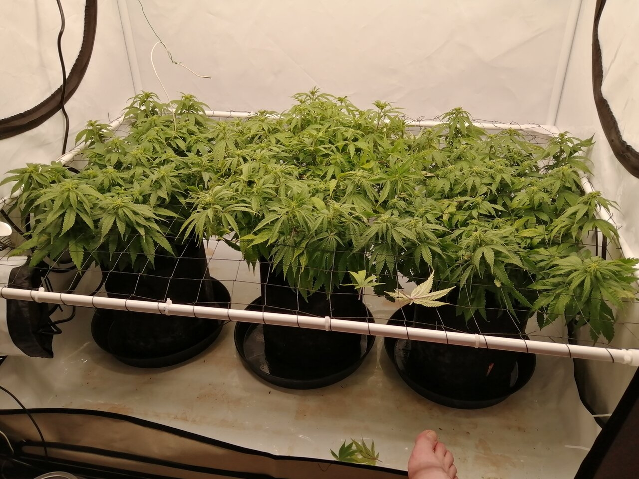 Cheese Scrog Day 10 Of Flower