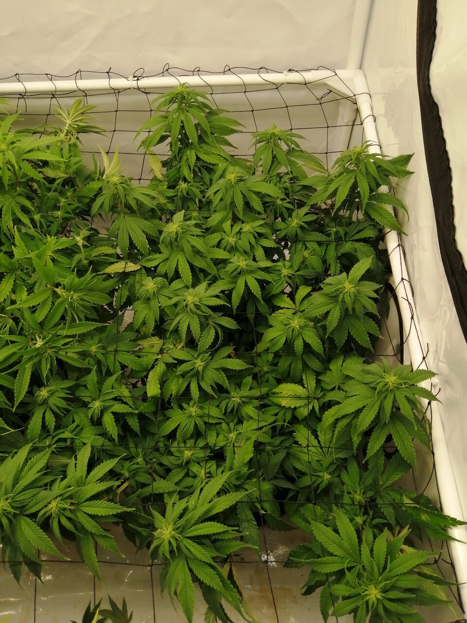 Cheese Scrog Day 10 Of Flower