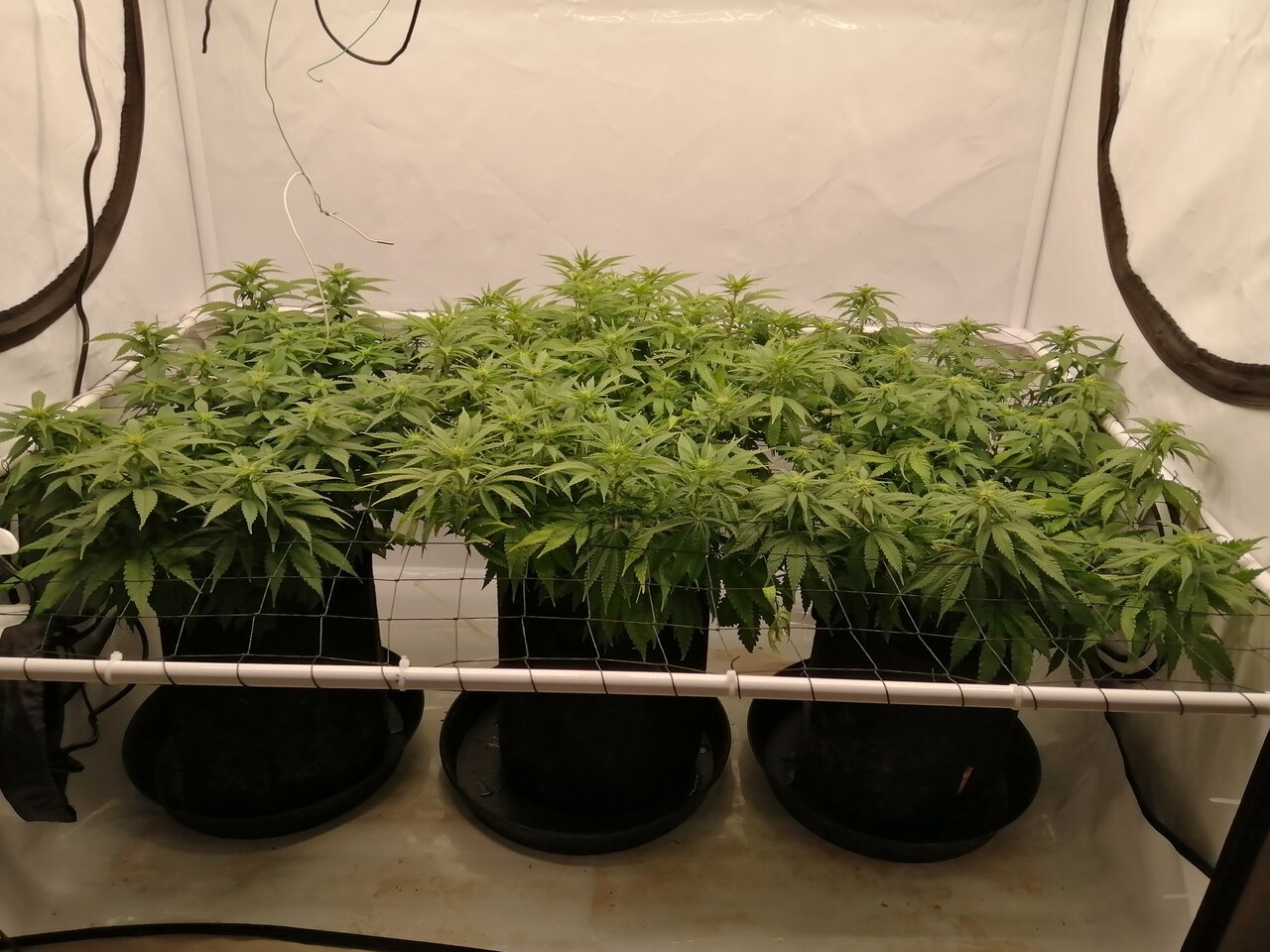 Cheese Scrog Day 11 Of Flower