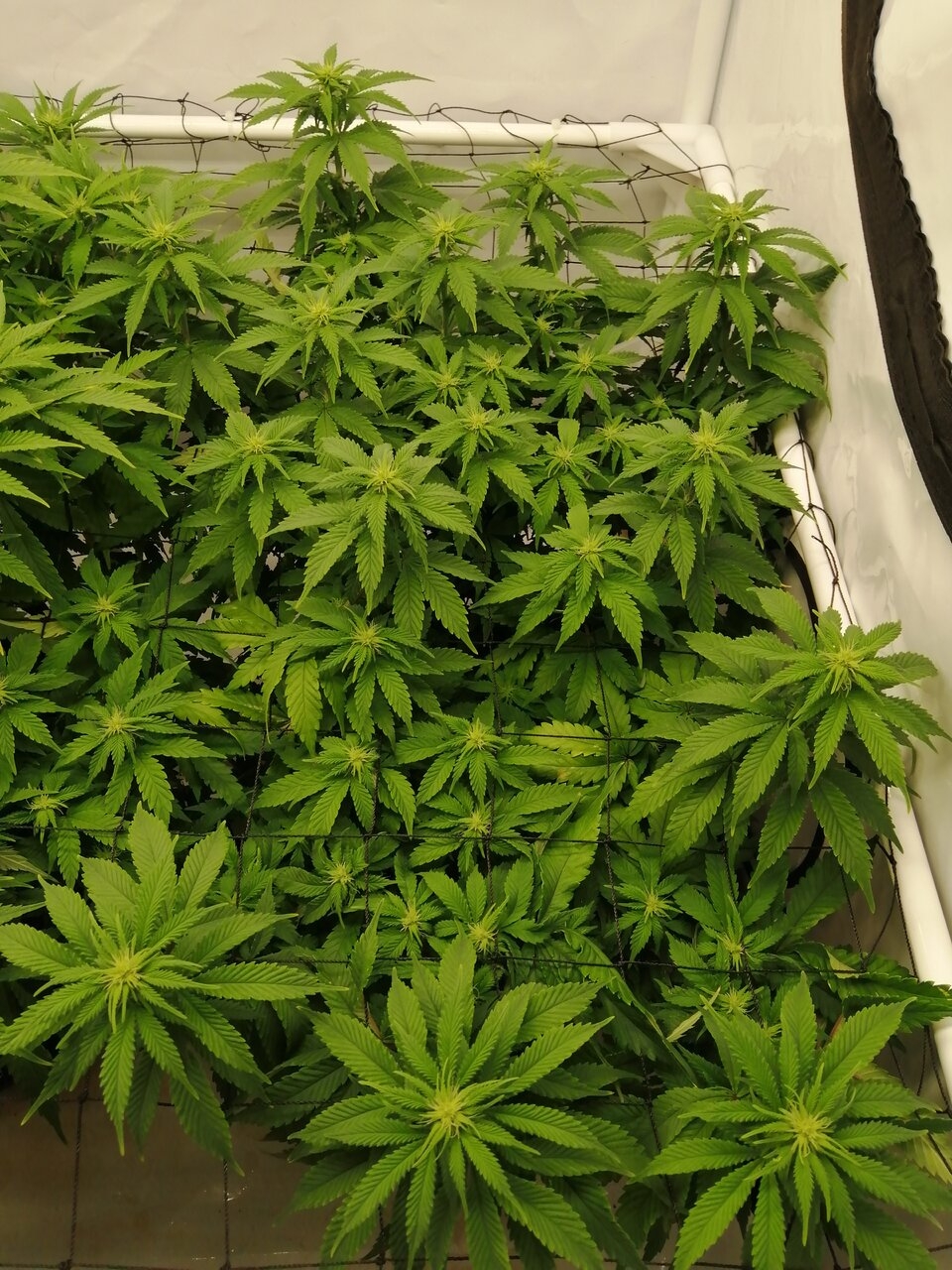 Cheese Scrog Day 12 Of Flower