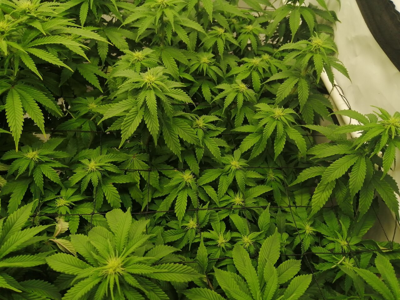 Cheese Scrog Day 13 Of Flower