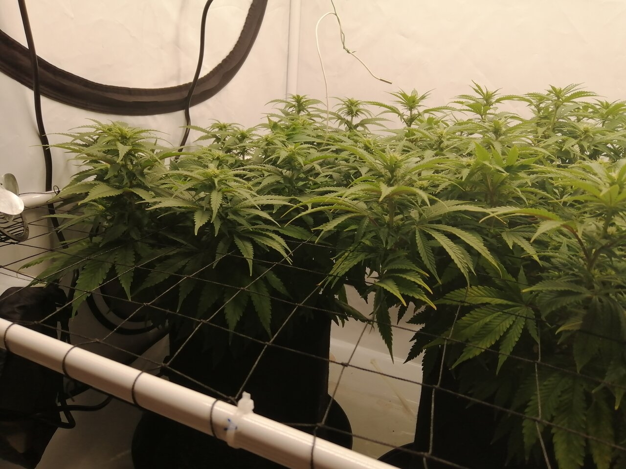 Cheese Scrog Day 13 Of Flower