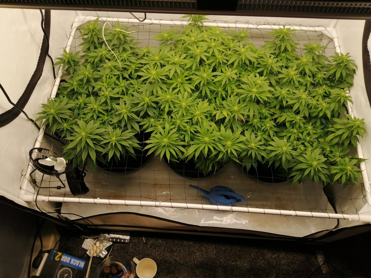 Cheese Scrog Day 13 Of Flower