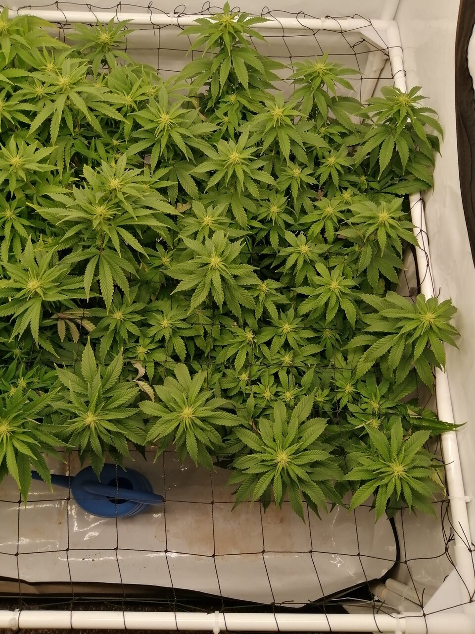 Cheese Scrog Day 13 Of Flower