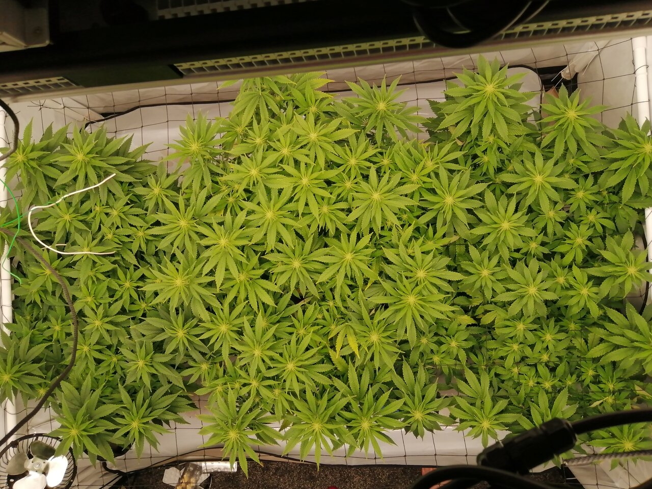 Cheese Scrog Day 13 Of Flower