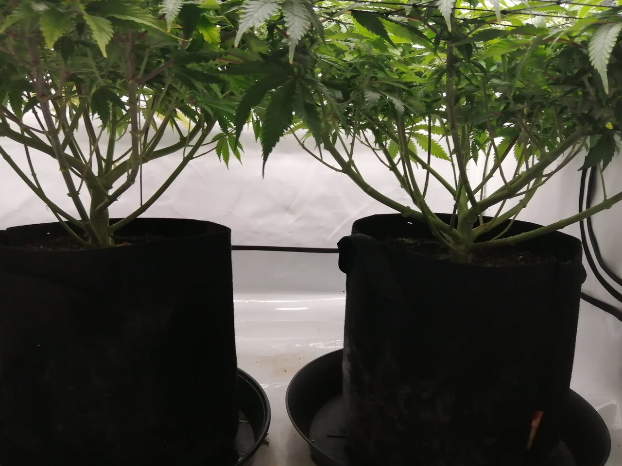 Cheese Scrog Day 16 Of Flower