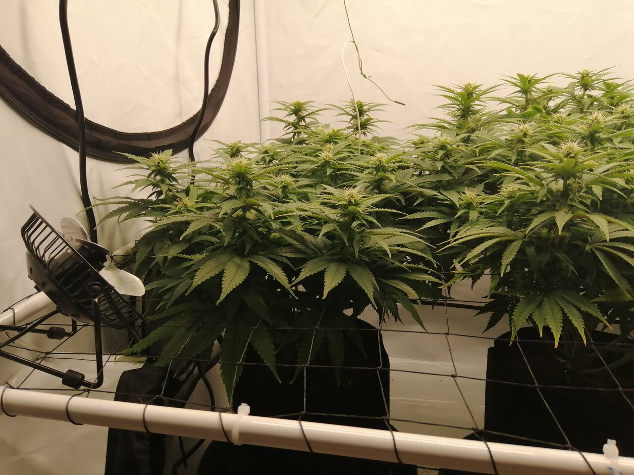 Cheese Scrog Day 18 Of Flower