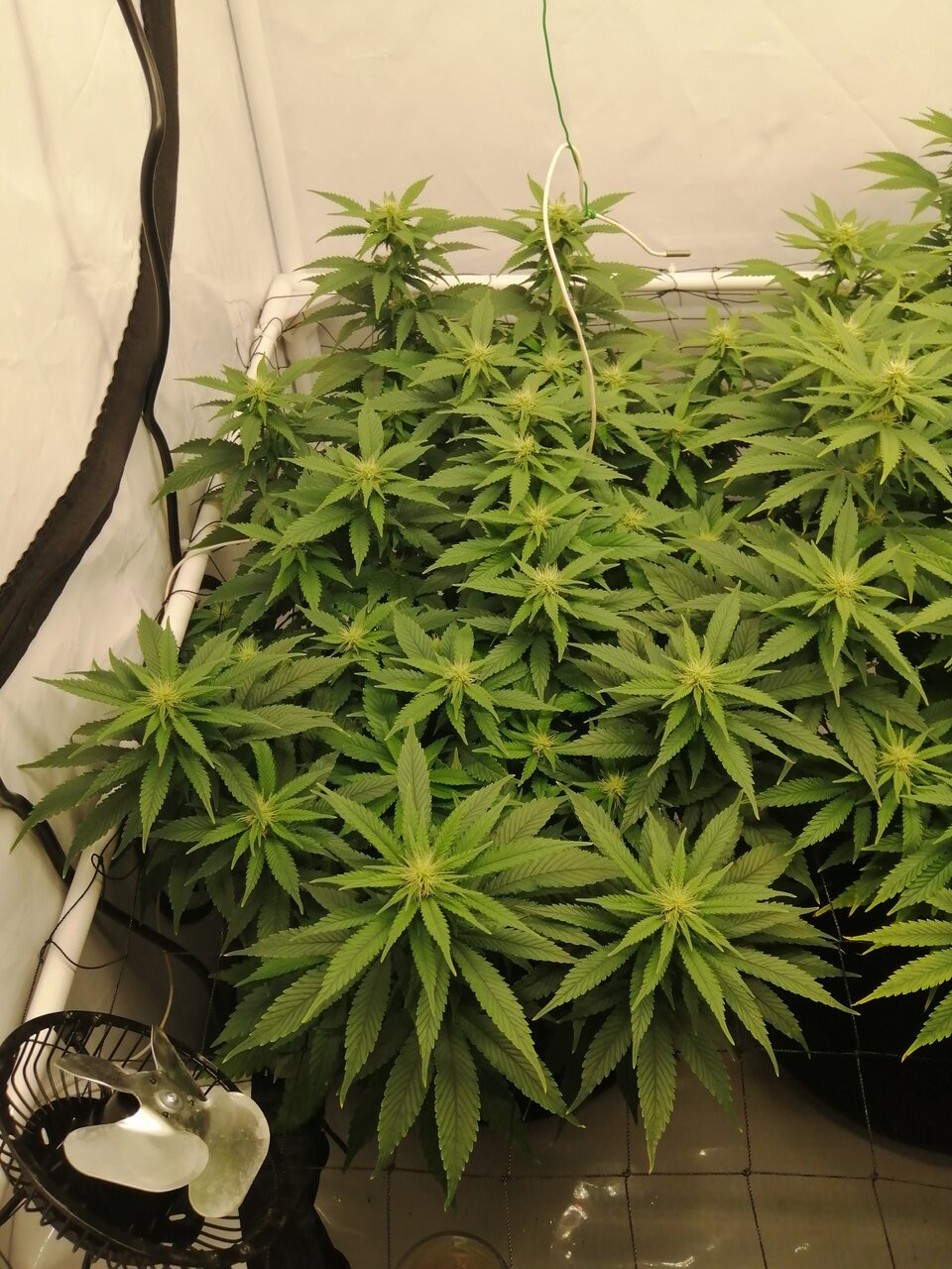 Cheese Scrog Day 18 Of Flower