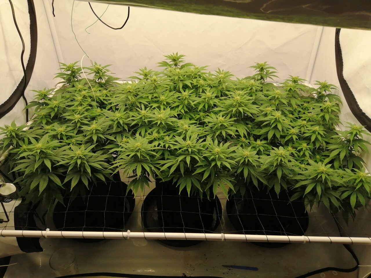 Cheese Scrog Day 18 Of Flower