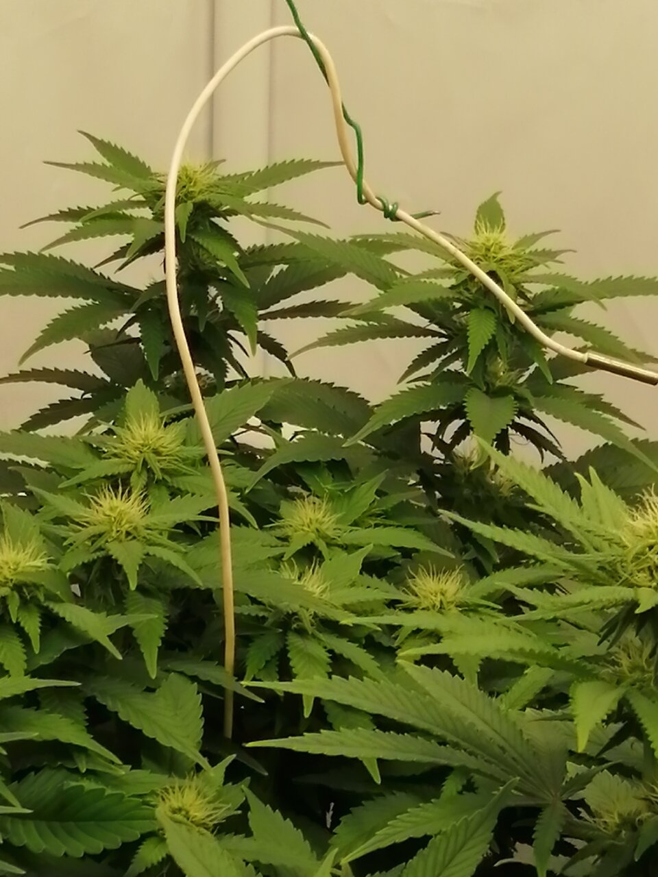 Cheese Scrog Day 19 Of Flower